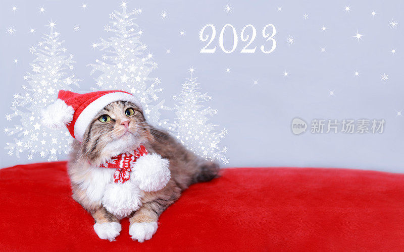 Snowy Christmas trees snowflakes. snow. Cat looks at the inscription 2023. Happy New Year. Сat rests on a red pillow with sparkling lights or stars. Web banner copy space. Сat rests on a red pillow